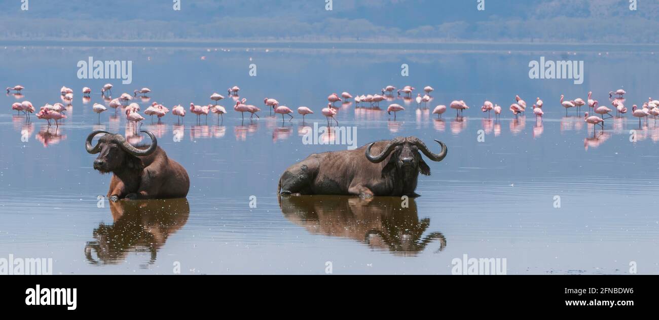 Due bufali di Capo sdraiati nell'acqua di fronte ai Flamingos minori - il corpo dei bufali si riflette nell'acqua - Kenya, Lago Nakuru Foto Stock