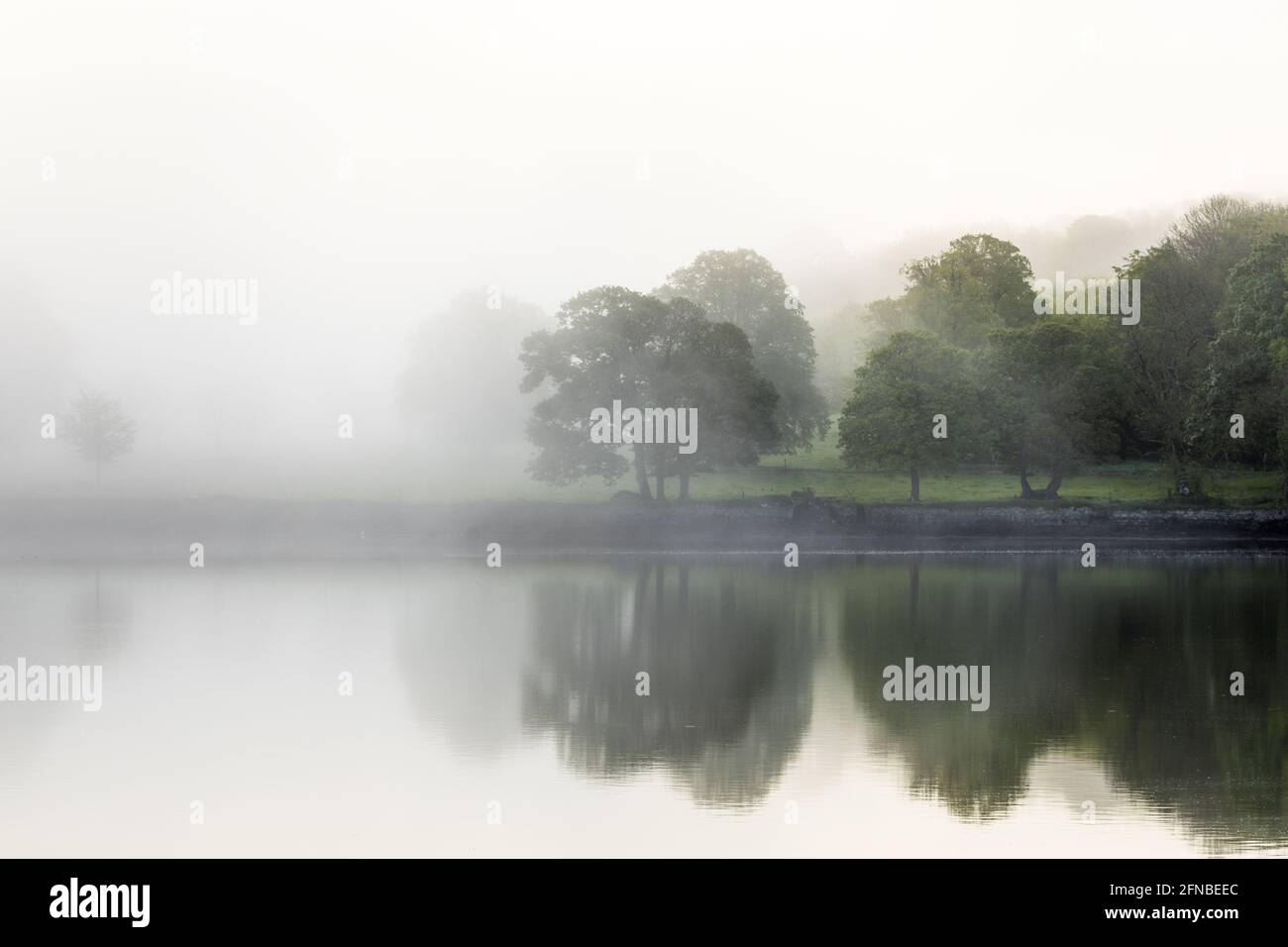 Carrigaline, Cork, Irlanda. 16 maggio, 2021.Early mattina nebbia comincia a straripare gli alberi nella proprietà di Coolmore House, sulle rive del fiume Owenabue fuori Carrigaline, Co. Cork, Irlanda. - credito; David Creedon / Alamy Live News Foto Stock