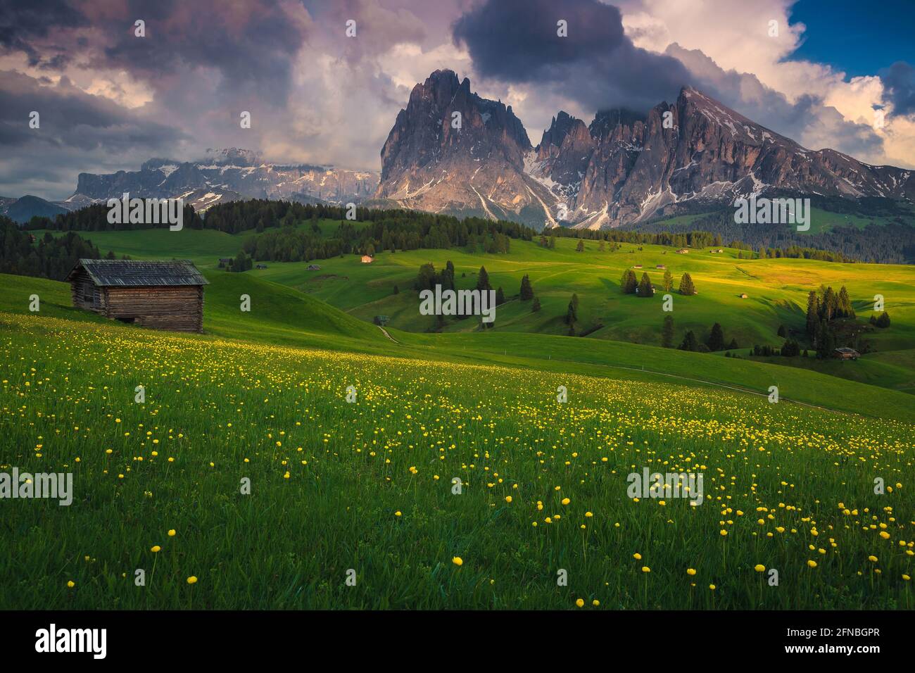 Paesaggio estivo mozzafiato con fiori gialli (trollius) sulle verdi piste e montagne innevate sullo sfondo, Alpe di Siusi, Dolomiti, Ita Foto Stock