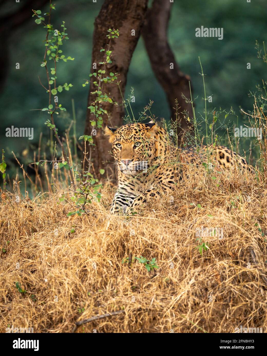 Ritratto di leopardo maschile selvatico o pantera nella riserva forestale jhalana jaipur rajasthan india - panthera pardus fusca Foto Stock