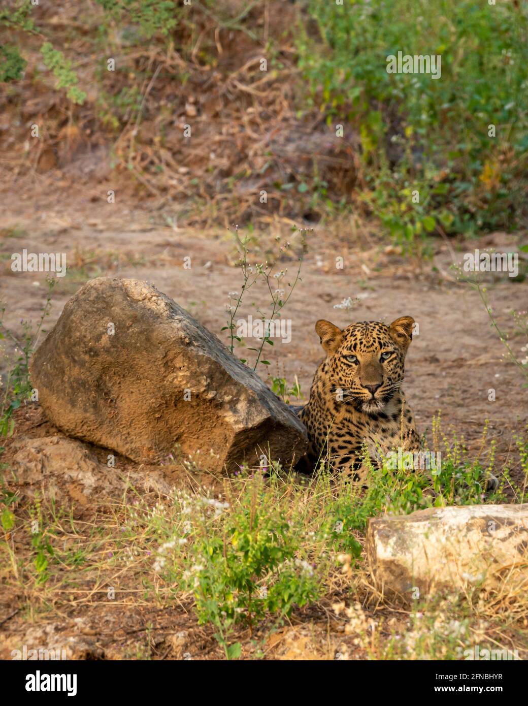 leopardo o pantera nella foresta di jhalana o leopardo riserva jaipur rajasthan india - panthera pardus fusca Foto Stock