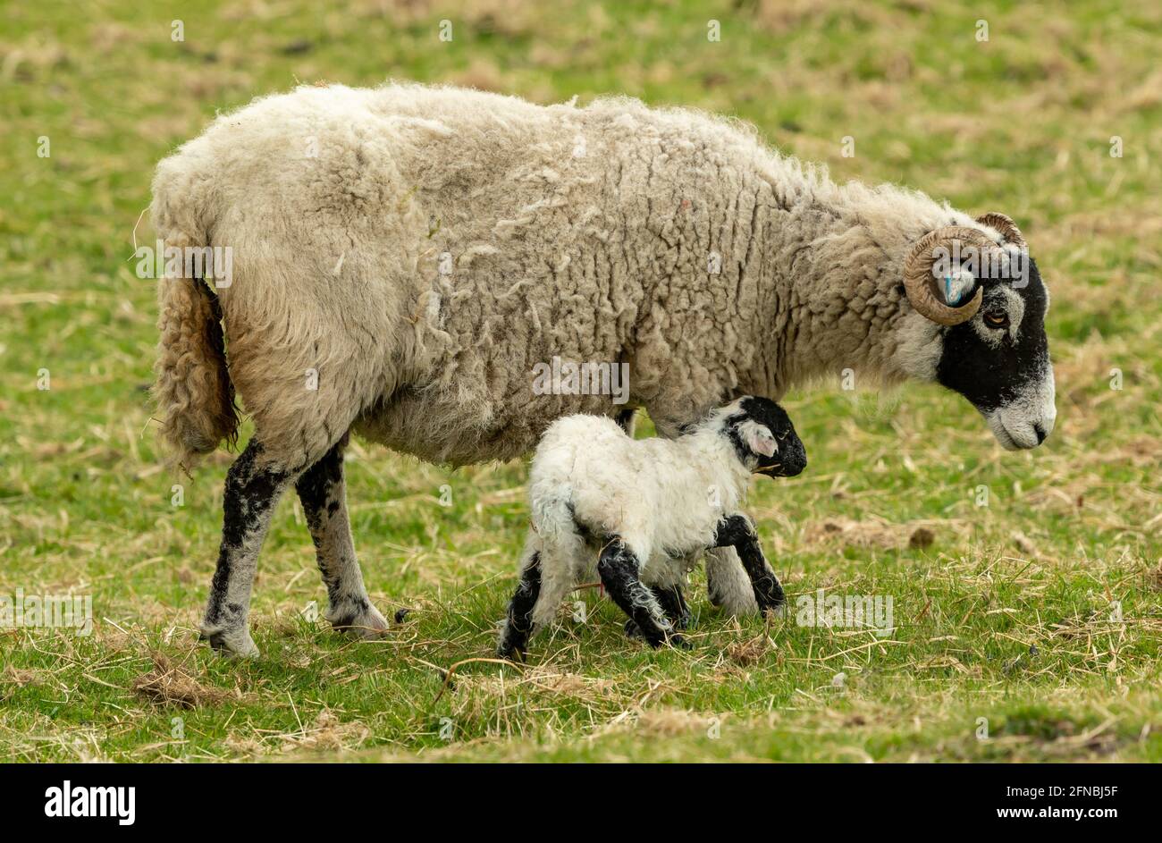 Un agnello swaledale appena nato lotta ai suoi piedi e pappagallo accanto alla mamma all'inizio della primavera. Le pecore Swaledale sono una razza dura originaria del Nord Yorksh Foto Stock