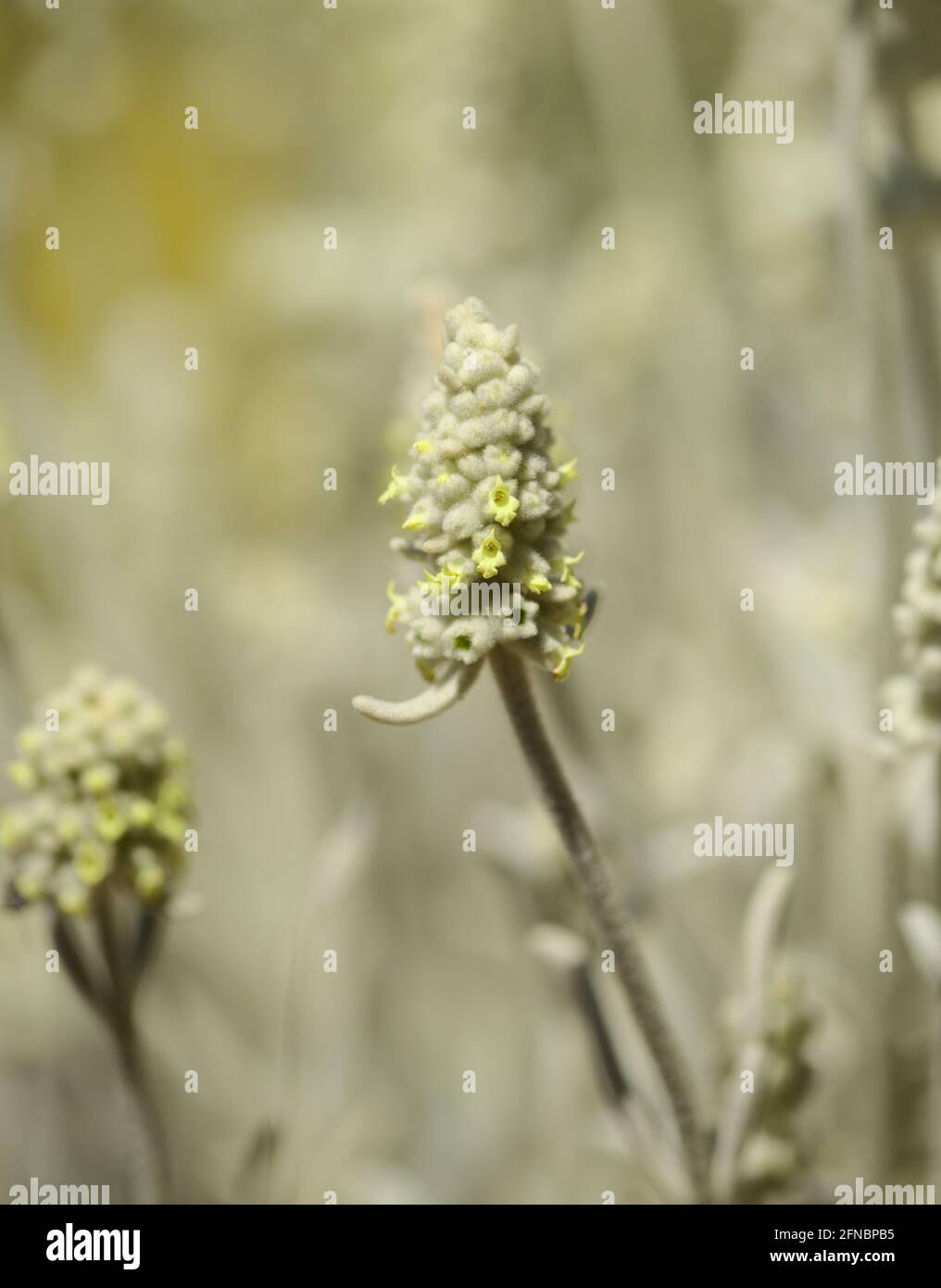 Flora di Gran Canaria - Sideritis dasignaphala, tè bianco di montagna di Gran Canaria, endemico, sfondo naturale macro floreale Foto Stock