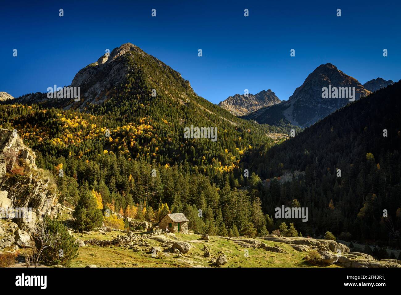 Foresta nella valle Aigüestortes in autunno (Parco Nazionale Aigüestortes i Sant Maurici, Catalogna, Spagna, Pirenei) Foto Stock