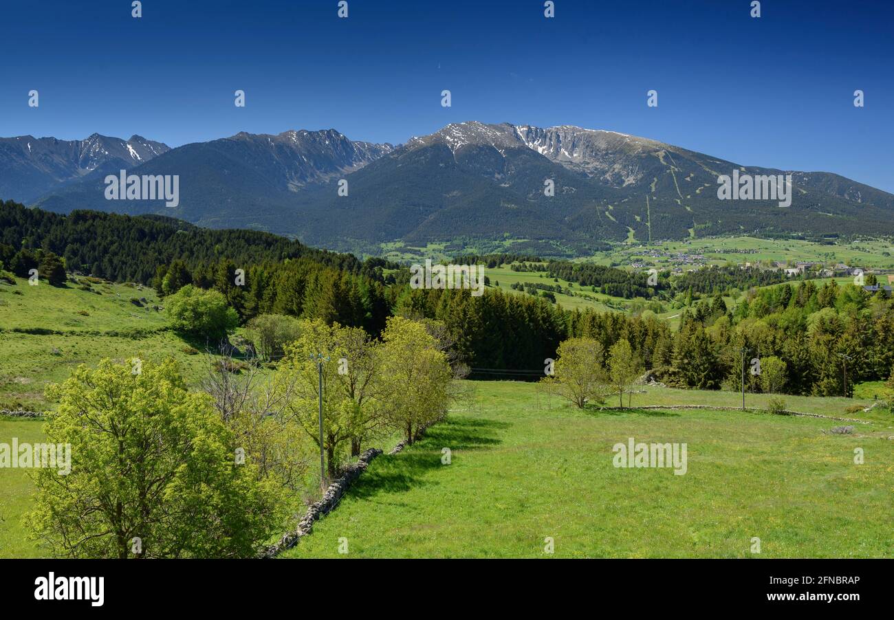 Prati verdi vicino al villaggio di la Llagonne in primavera e, sullo sfondo, la cima del Cambredase (Pirenei Orientali, Occitania, Francia) Foto Stock