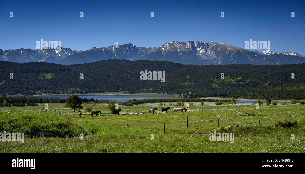 Cavalli, prati di Capcir e valle in primavera, Lago Matemale e, sullo sfondo, la cima Cambredase (Pirenei Orientali, Occitanie, Francia) Foto Stock