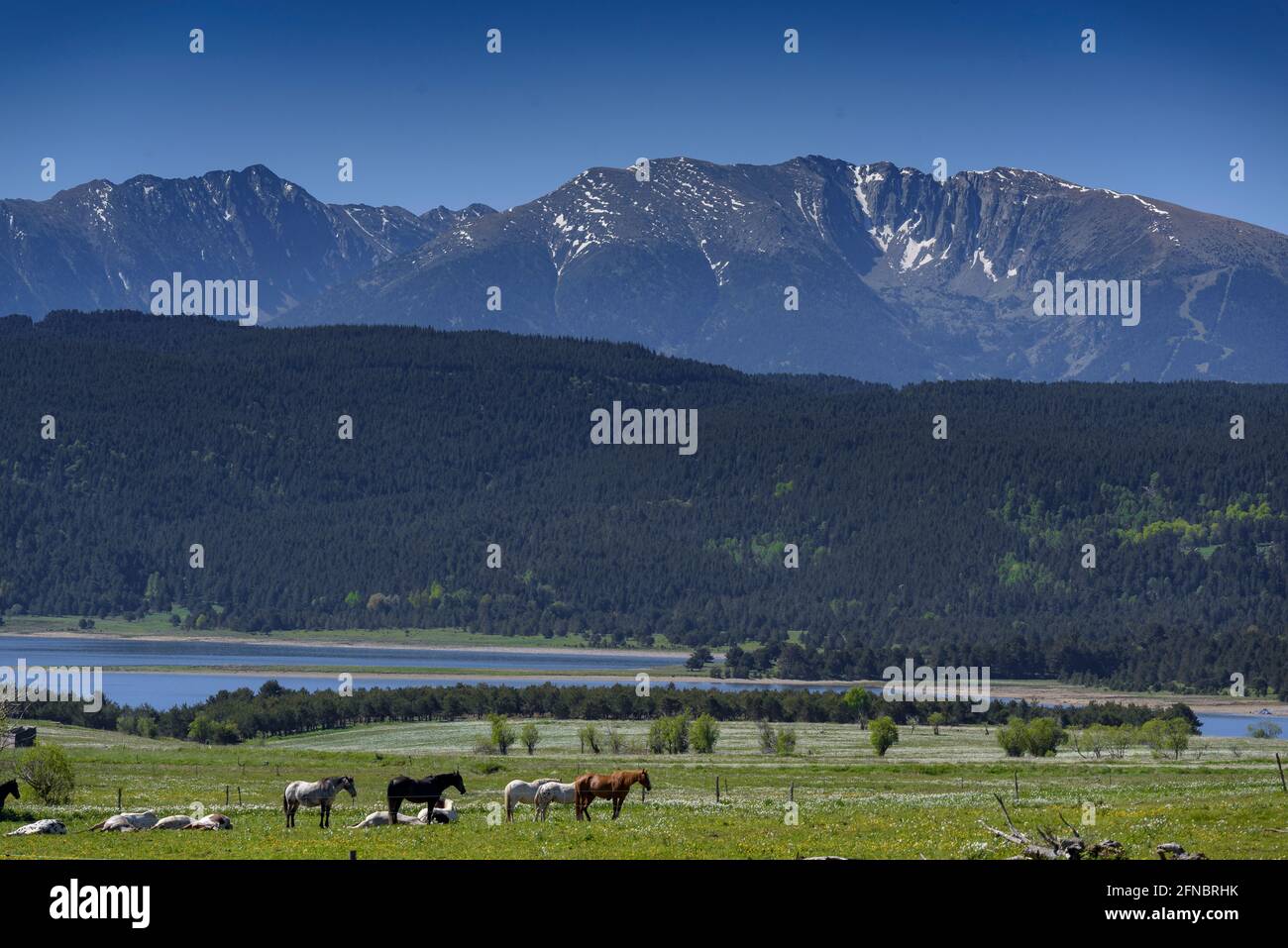 Cavalli, prati di Capcir e valle in primavera, Lago Matemale e, sullo sfondo, la cima Cambredase (Pirenei Orientali, Occitanie, Francia) Foto Stock