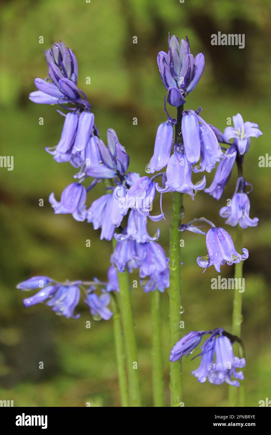 Spanish Bluebell Hyacinthoides hispanica Foto Stock