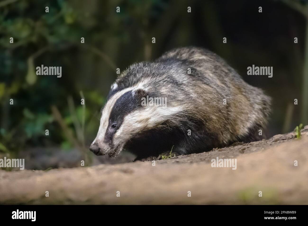 European Badger (Meles meles) camminare nella foresta di notte. Drenthe, Paesi Bassi. Fauna selvatica scena della natura in Europa. Foto Stock
