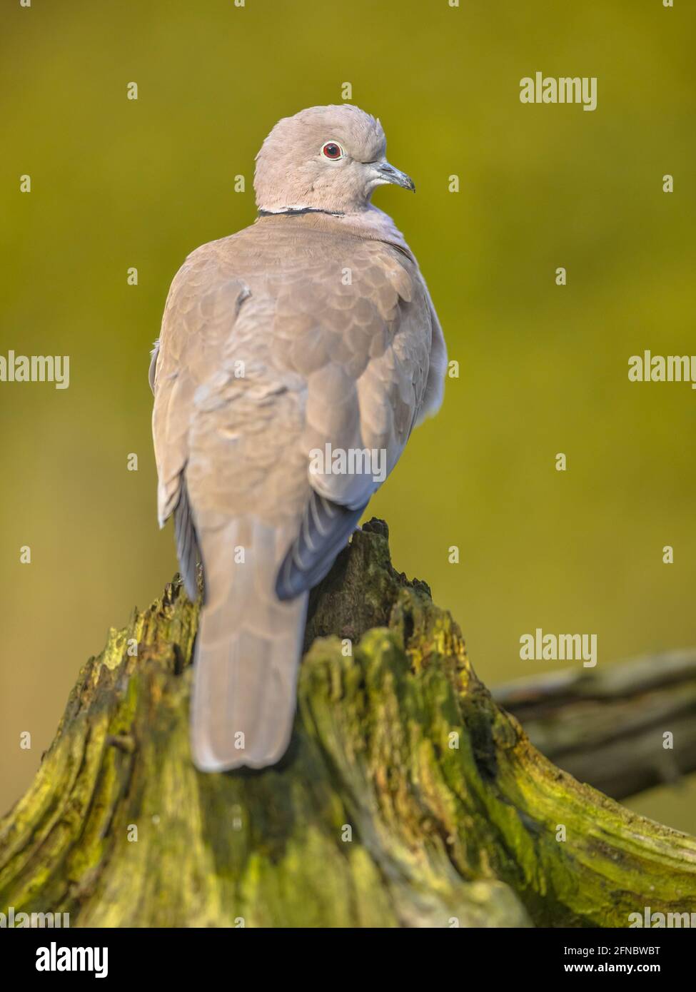Colomba Eurasiatica (Streptopelia decaocto) uccello appollaiato su tronco di albero in giardino ecologico contro cielo blu. Fauna selvatica in natura. Paesi Bassi. Foto Stock