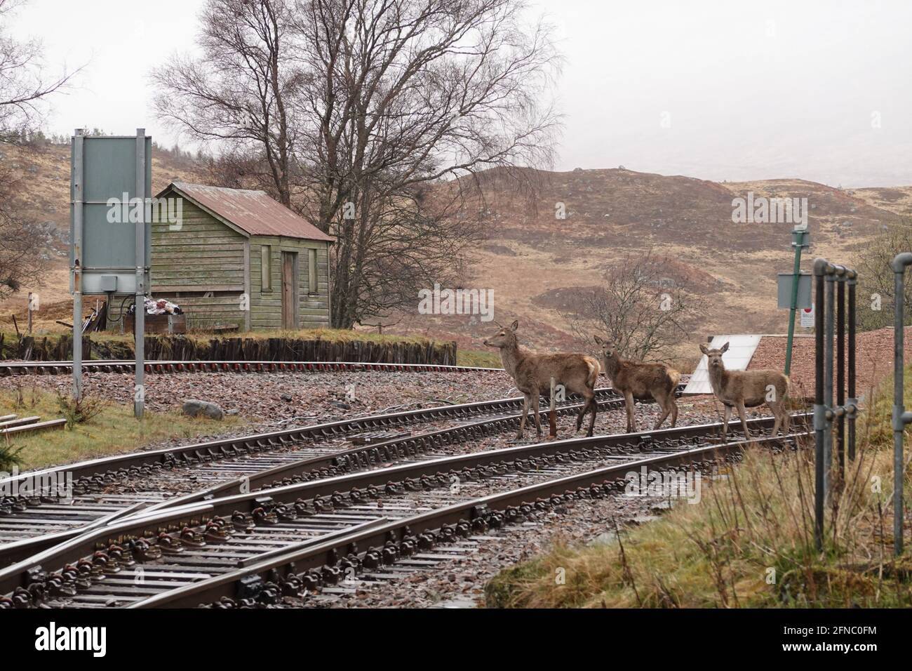 Cervo che attraversa la ferrovia a Rannoch stazione Foto Stock