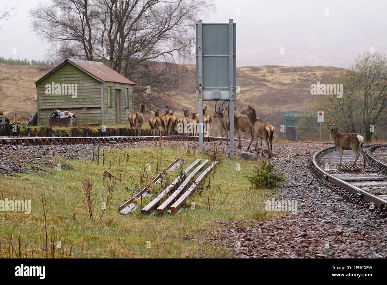 Cervo che attraversa la ferrovia a Rannoch stazione Foto Stock