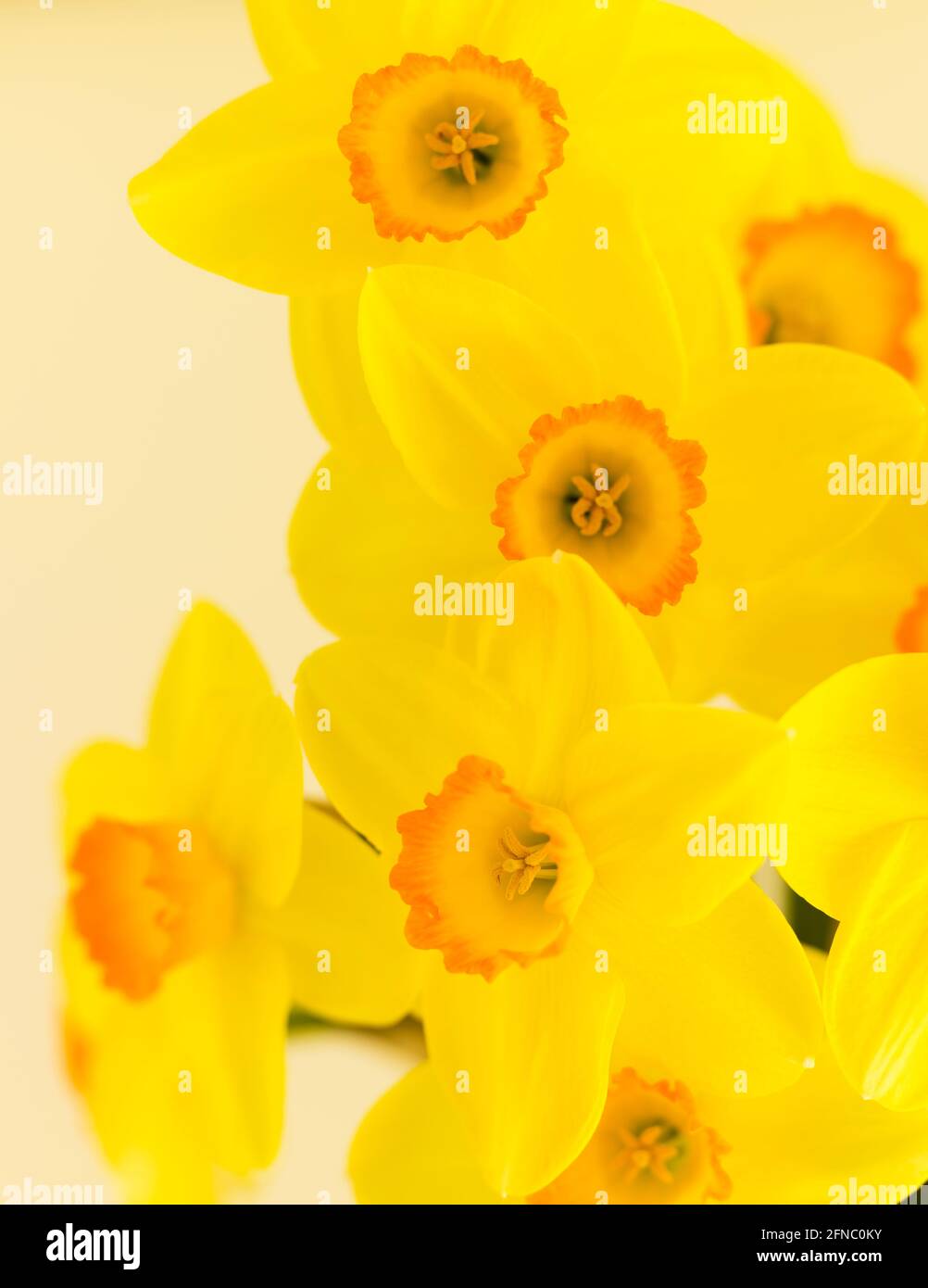 Arrangiamento floreale di narcisi. Vari nomi comuni, tra cui daffodil, narcissus e jonquil, sono usati per descrivere tutti o alcuni membri del genere. Foto Stock