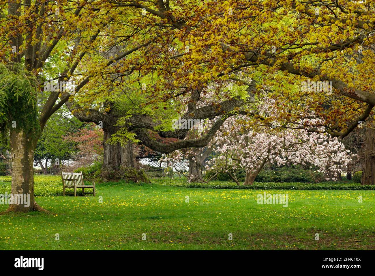 Canada, Cascate del Niagara, Scuola di orticoltura, panca del parco sotto un grande albero con un albero di magnolia in fiore come sfondo Foto Stock
