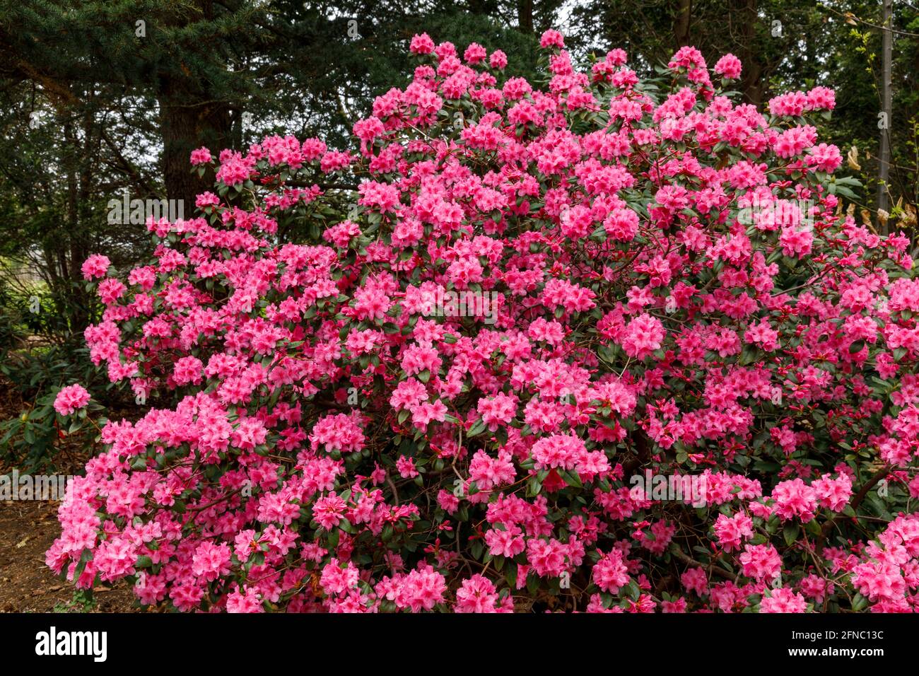 Canada, Ontario, Niagara Falls, School of Horticulture, Rhododendron in fiore 'Aglo', varietà. È un genere molto grande di 1,024 specie di piante legnose Foto Stock