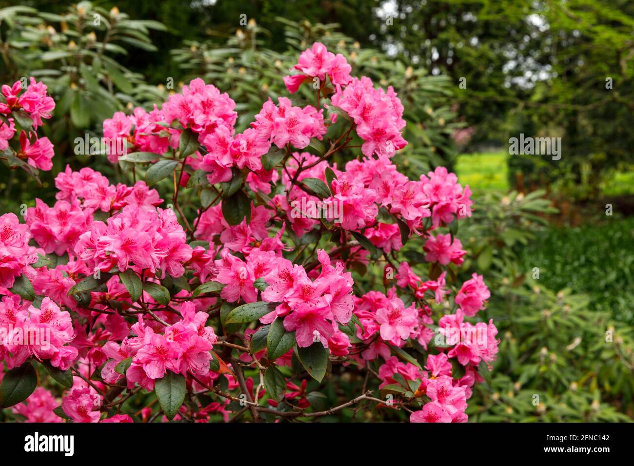 Canada, Ontario, Niagara Falls, School of Horticulture, Rhododendron in fiore 'Aglo', varietà. È un genere molto grande di 1,024 specie di piante legnose Foto Stock