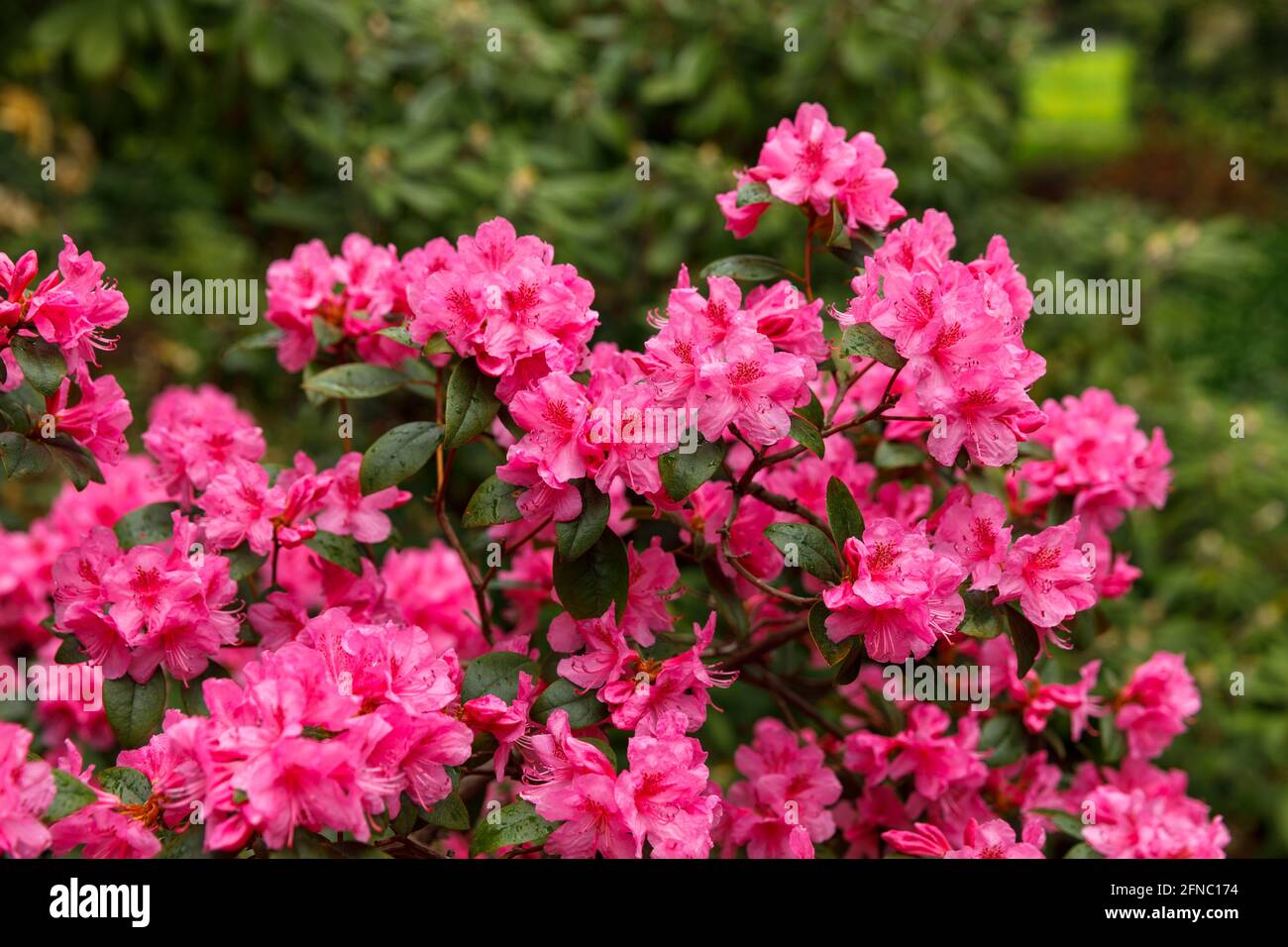 Canada, Ontario, Niagara Falls, School of Horticulture, Rhododendron in fiore 'Aglo', varietà. È un genere molto grande di 1,024 specie di piante legnose Foto Stock