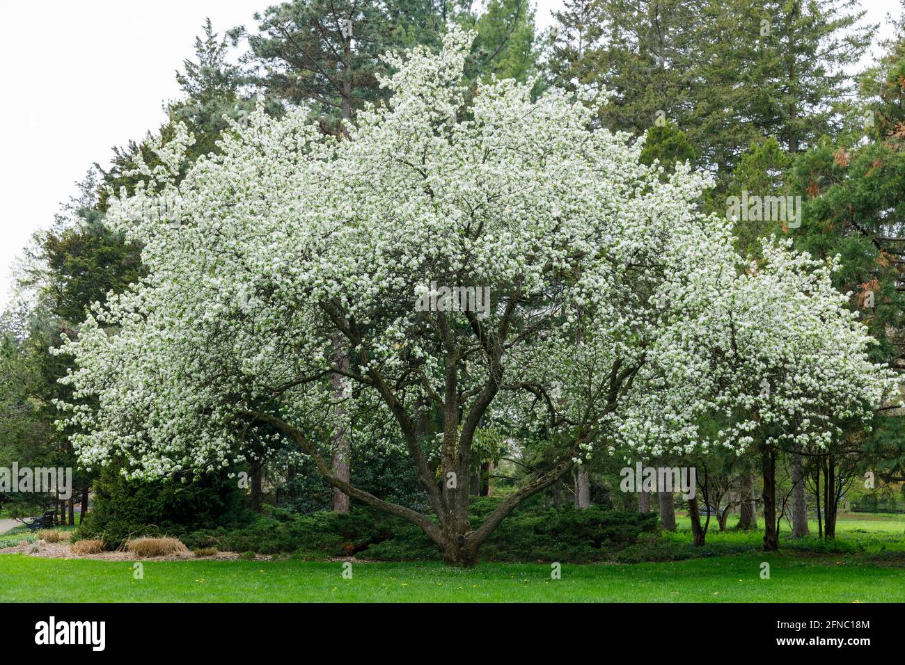 Canada, Cascate del Niagara, Scuola di orticoltura, una mela bianca di granchio in fiore di primavera. Foto Stock