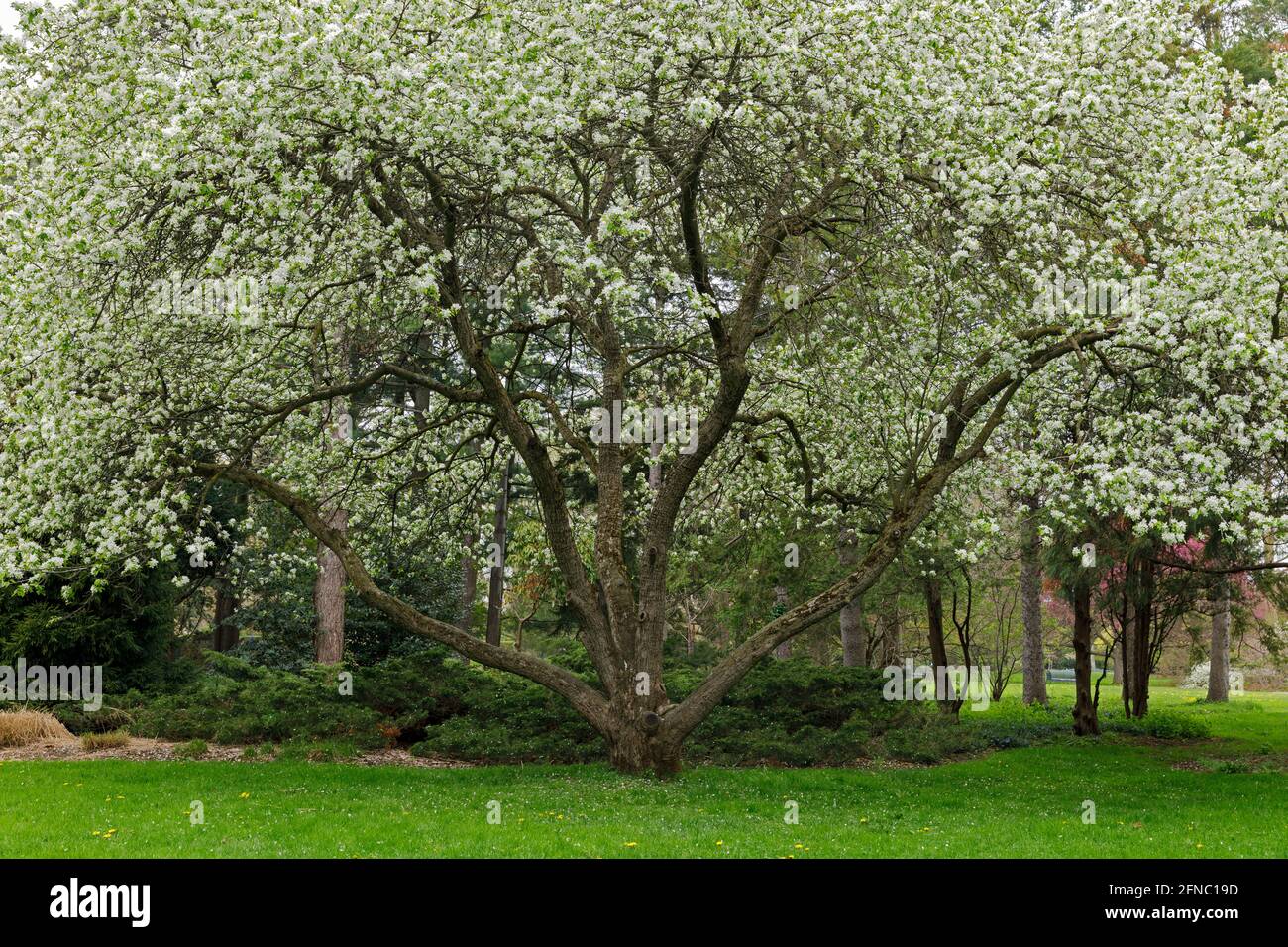 Canada, Cascate del Niagara, Scuola di orticoltura, una mela bianca di granchio in fiore di primavera. Foto Stock