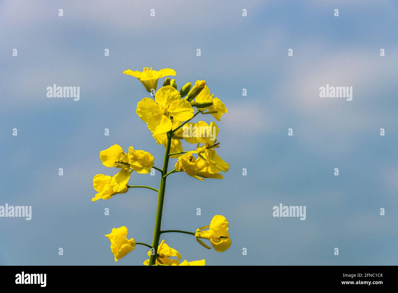 Rappflanze (Brassicaceae) gelb grün vor blauem himmel Foto Stock