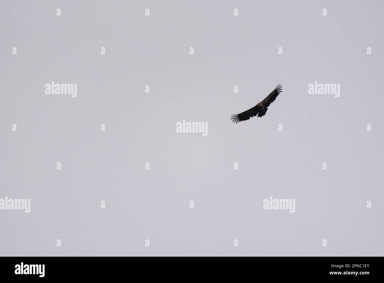 Vulture volare nei Pirenei (Garottxa, Pirenei, Catalogna, Spagna) ESP: Buitre leonado volando sobre el Puigsacalm (Garottxa, Cataluña, España) Foto Stock