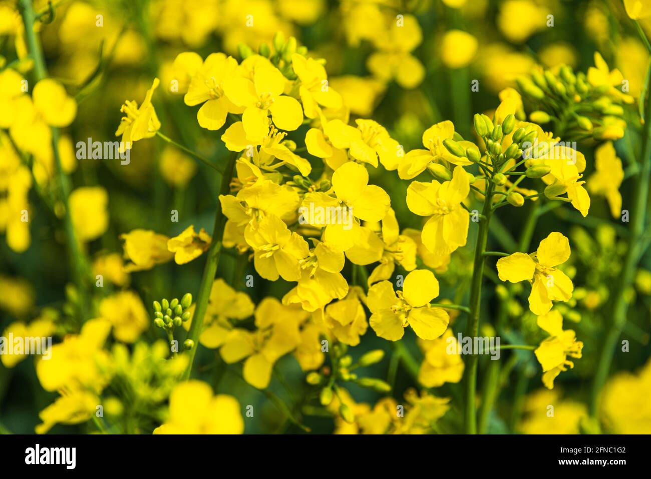 Gelb und grün, Rappflanzen in voller Blüte im mai Foto Stock