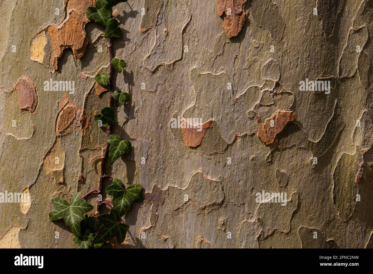 Ivy che cresce sulla corteccia di un albero piano per sfondo naturale con spazio di copia, chiamato anche sycamore, platane o platanus acerifolia Foto Stock