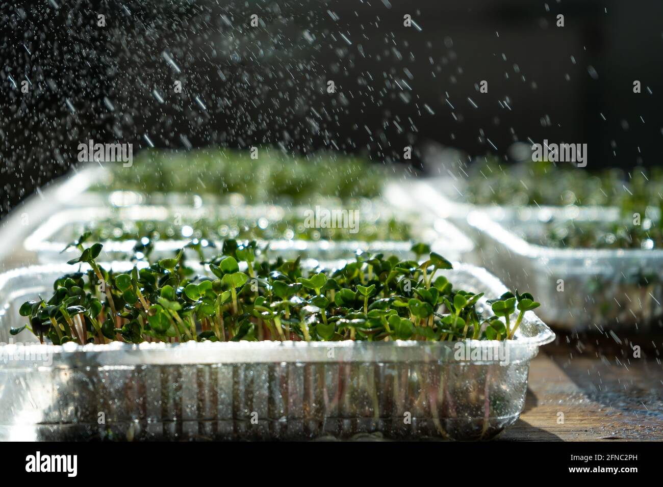 Coltivazione di microsverde in vassoi di plastica. Germinazione semi per vegan eco food. Set di piante diverse. Casa giardino sul davanzale. Ecologico amichevole c Foto Stock