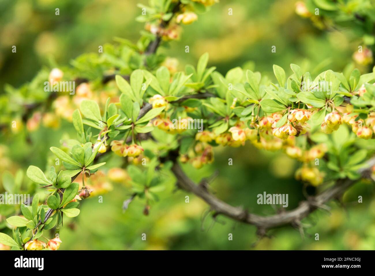 Giapponese Barberry Berberis Green Carpet Berberis Thunbergii Green Carpet fiore primo piano fioritura Foto Stock