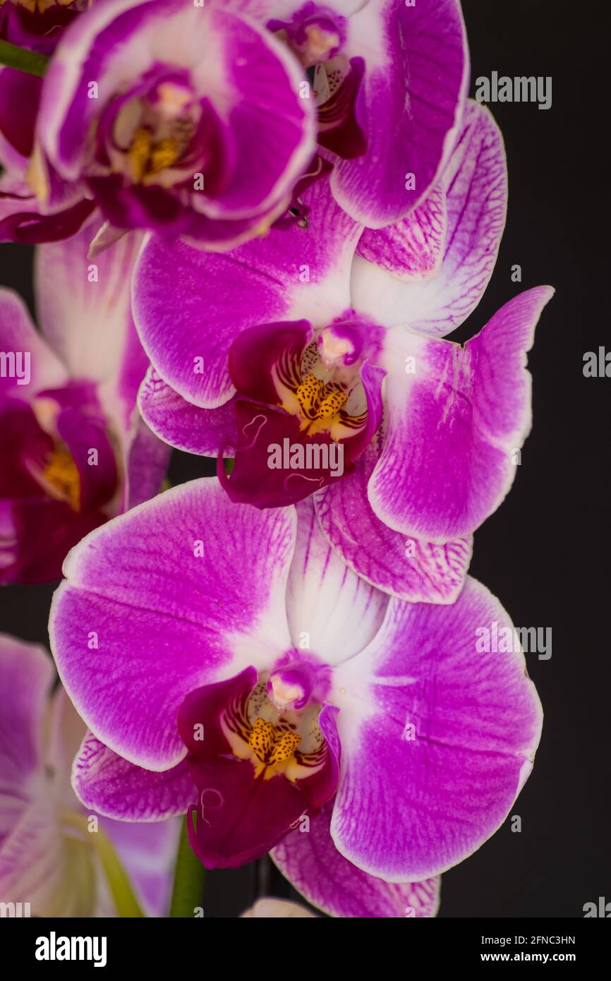 Orchidea viola e bianca (Phalaenopsis), fioritura con sfondo nero, vista ravvicinata Foto Stock