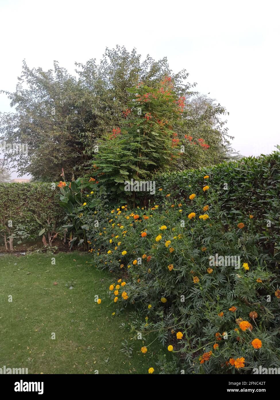 Fiori da giardini e prati in stile asiatico giardini in Pakistan Foto Stock