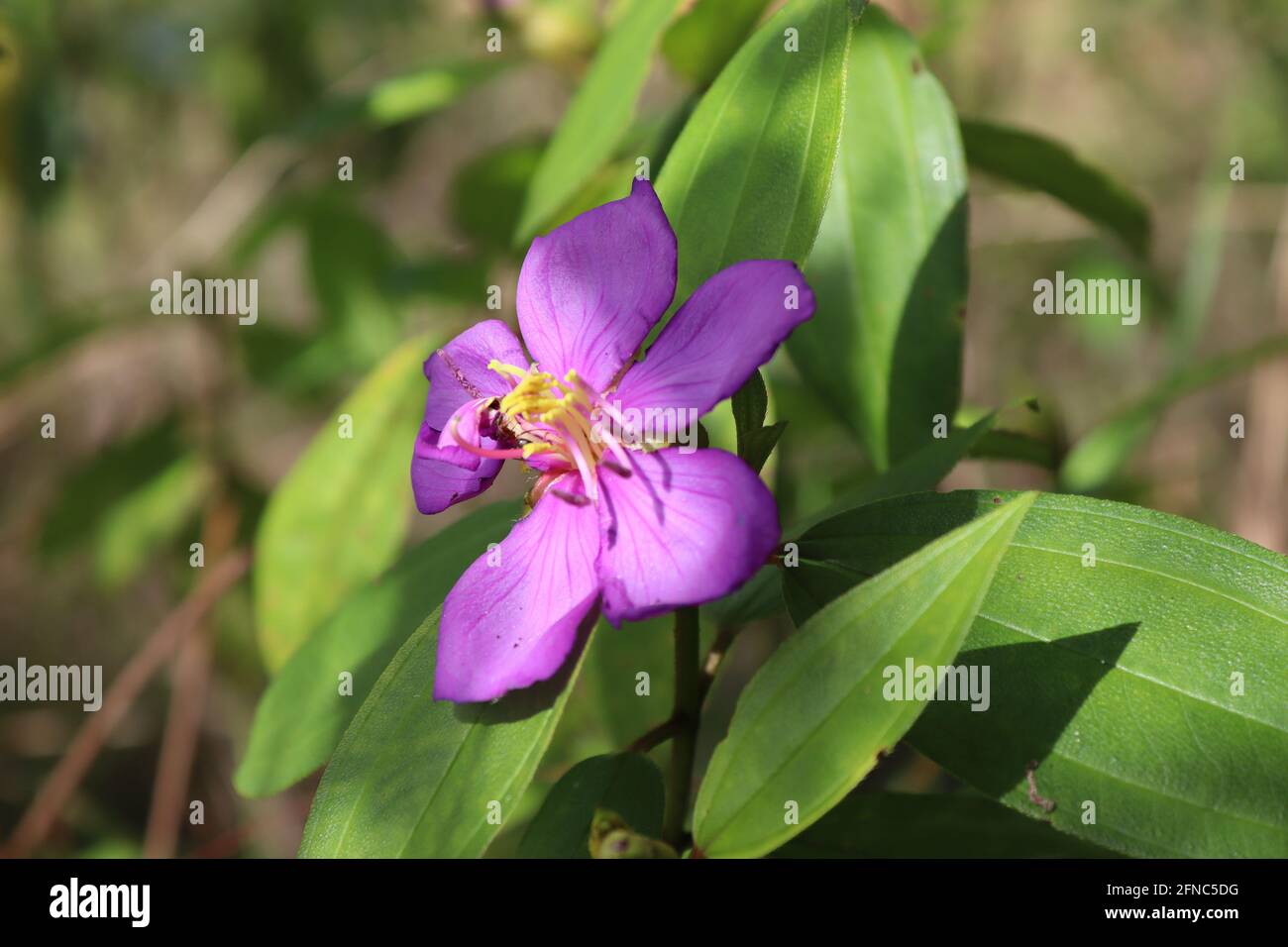 Sri Lanka la più famosa pianta Ayurveda 'Bovitiya' Osbeckia octandra in estate. Foto Stock