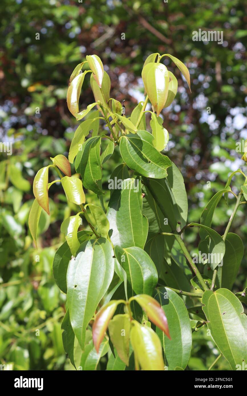 Cannella dello Sri Lanka, molto famosa per le spezie, questo albero di cannella al sole con foglie verdi. Foto Stock
