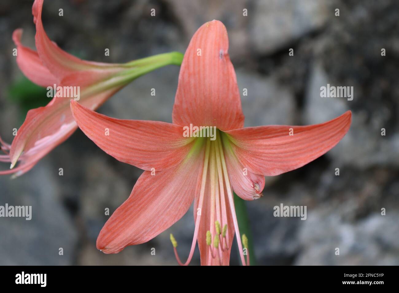 Questo fiore rosa giglio dallo Sri Lanka, fiorito a mezzogiorno sotto il fogliame in una zona giungla. Foto Stock