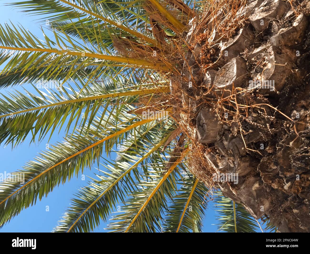 Palma con gambo e foglie davanti al blu cielo Foto Stock