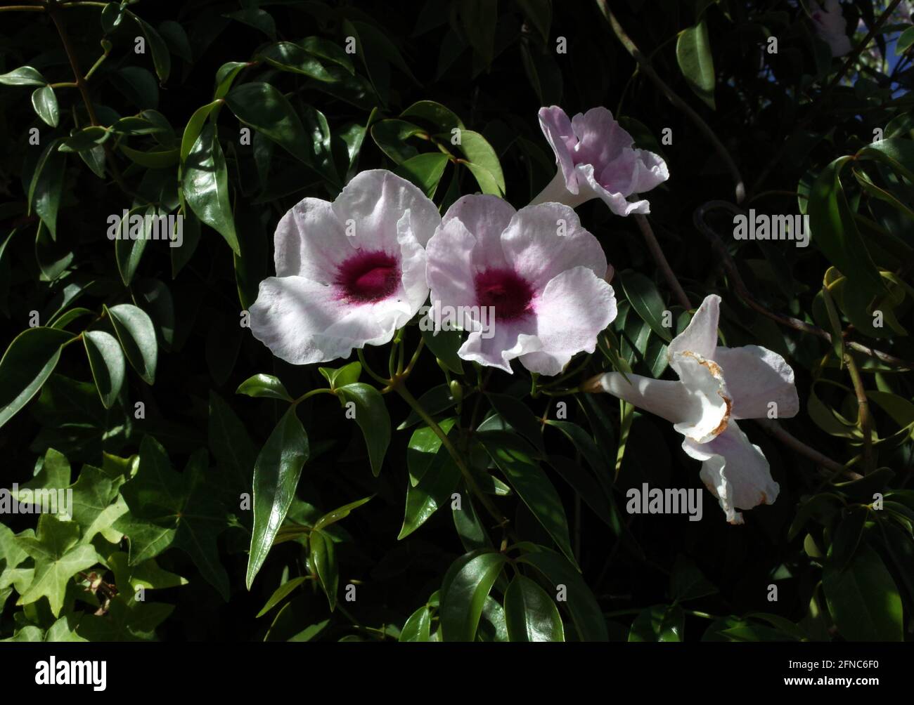 Bignonia fioritura primo piano Foto Stock