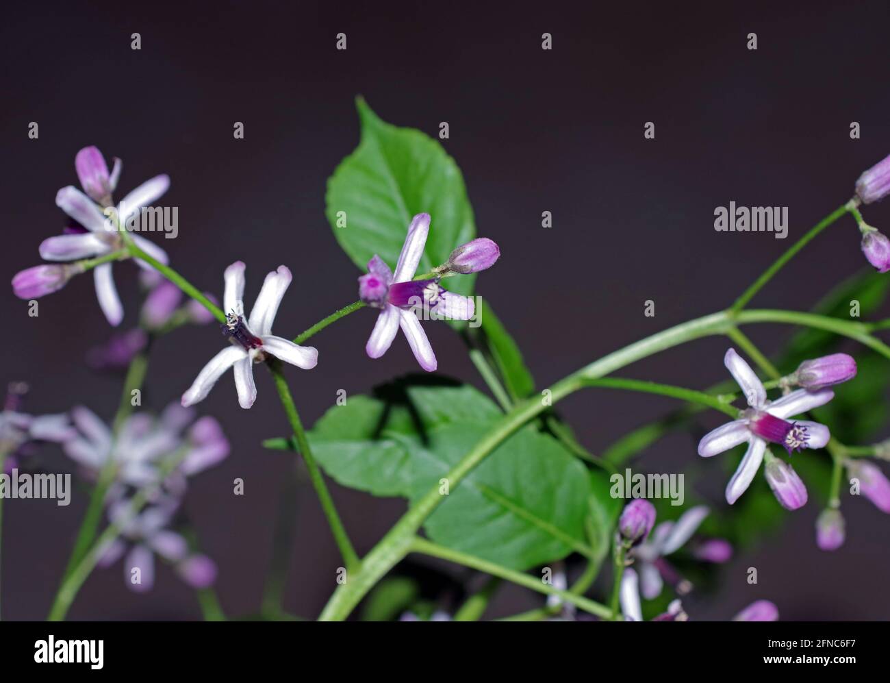 Fioritura di alberi di Chinaberry (melia azedarach) primo piano Foto Stock