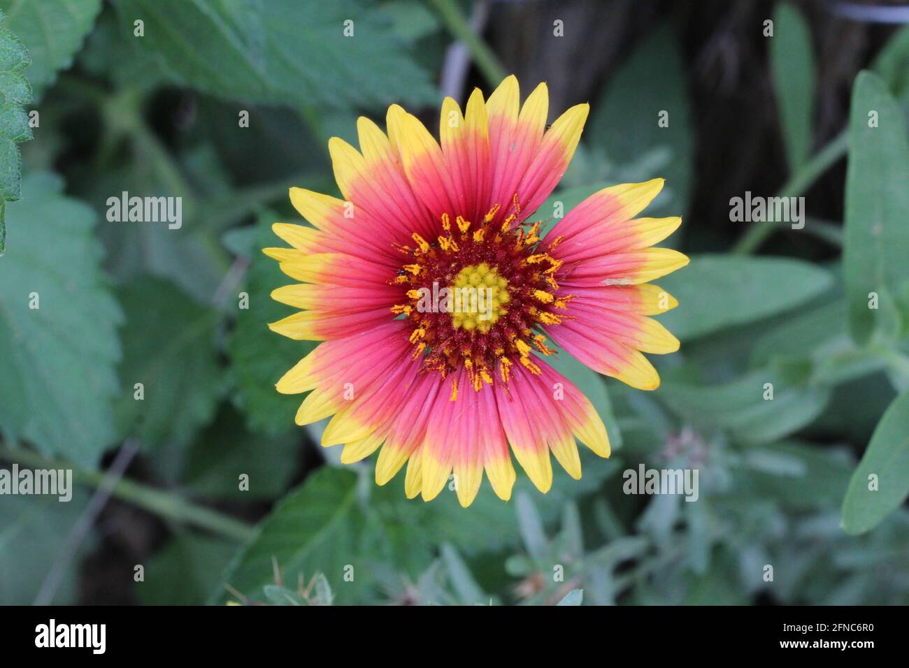 Indian Blanket flower Foto Stock