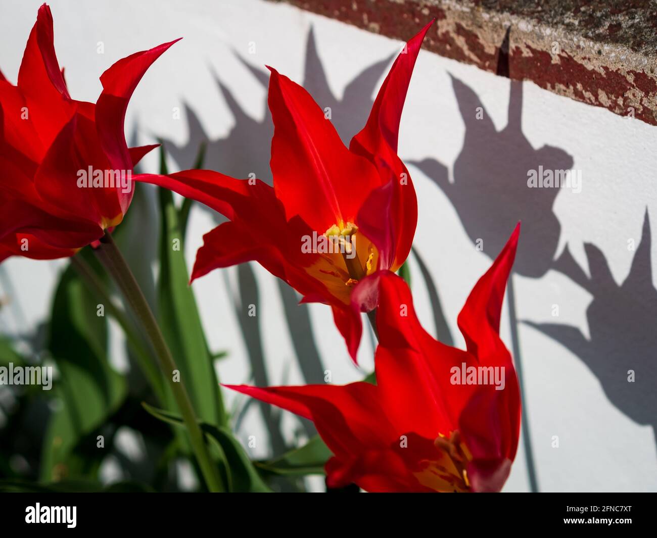 Tulipani rossi con ombre su pareti bianche come sfondo, Londra del sud, Londra Foto Stock