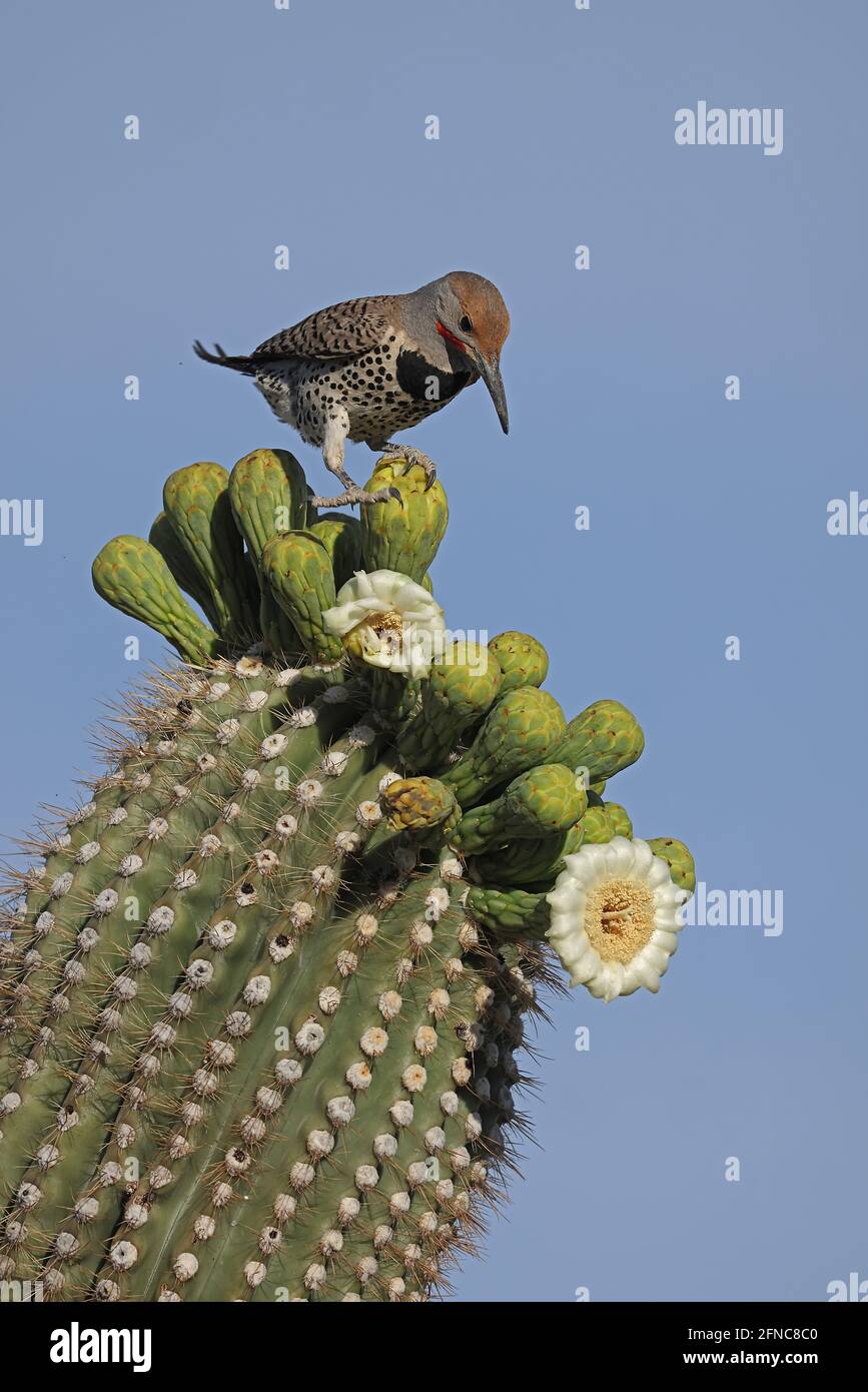 Sfarfallio dorato (Colaptes Crisoides), che si nutrono di nettare da fiori di saguaro, deserto di sonora, Arizona Foto Stock