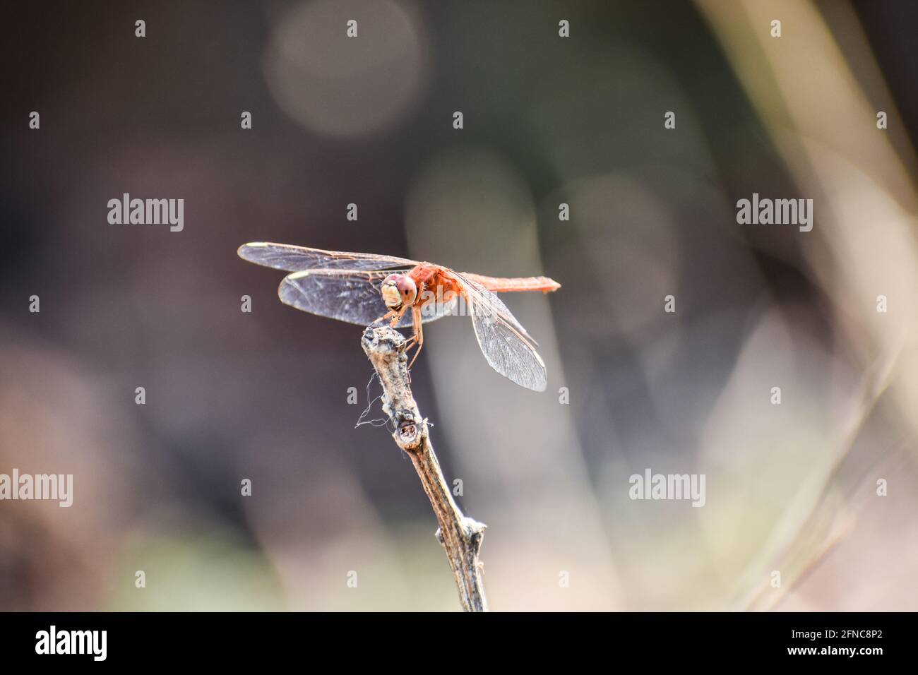 Red Color Dragonfly seduto su un solo bastone in una foresta a bassa densità con sfondo sfocato. Foto Stock