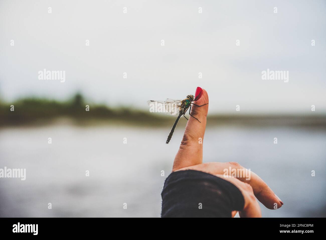 Una libellula sul dito di una femmina Foto Stock