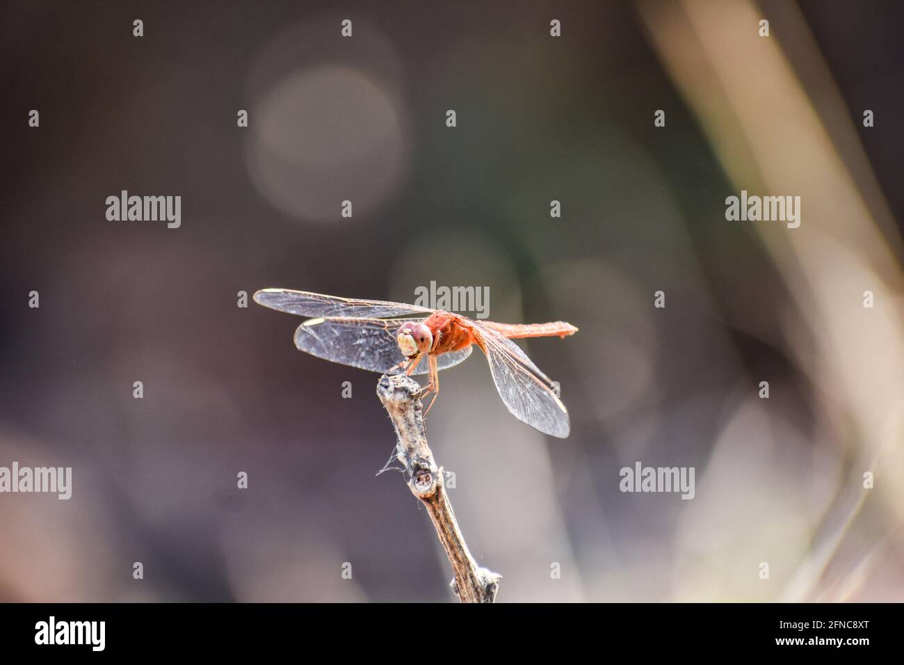 Red Color Dragonfly seduto su un solo bastone in una foresta a bassa densità con sfondo sfocato. Foto Stock