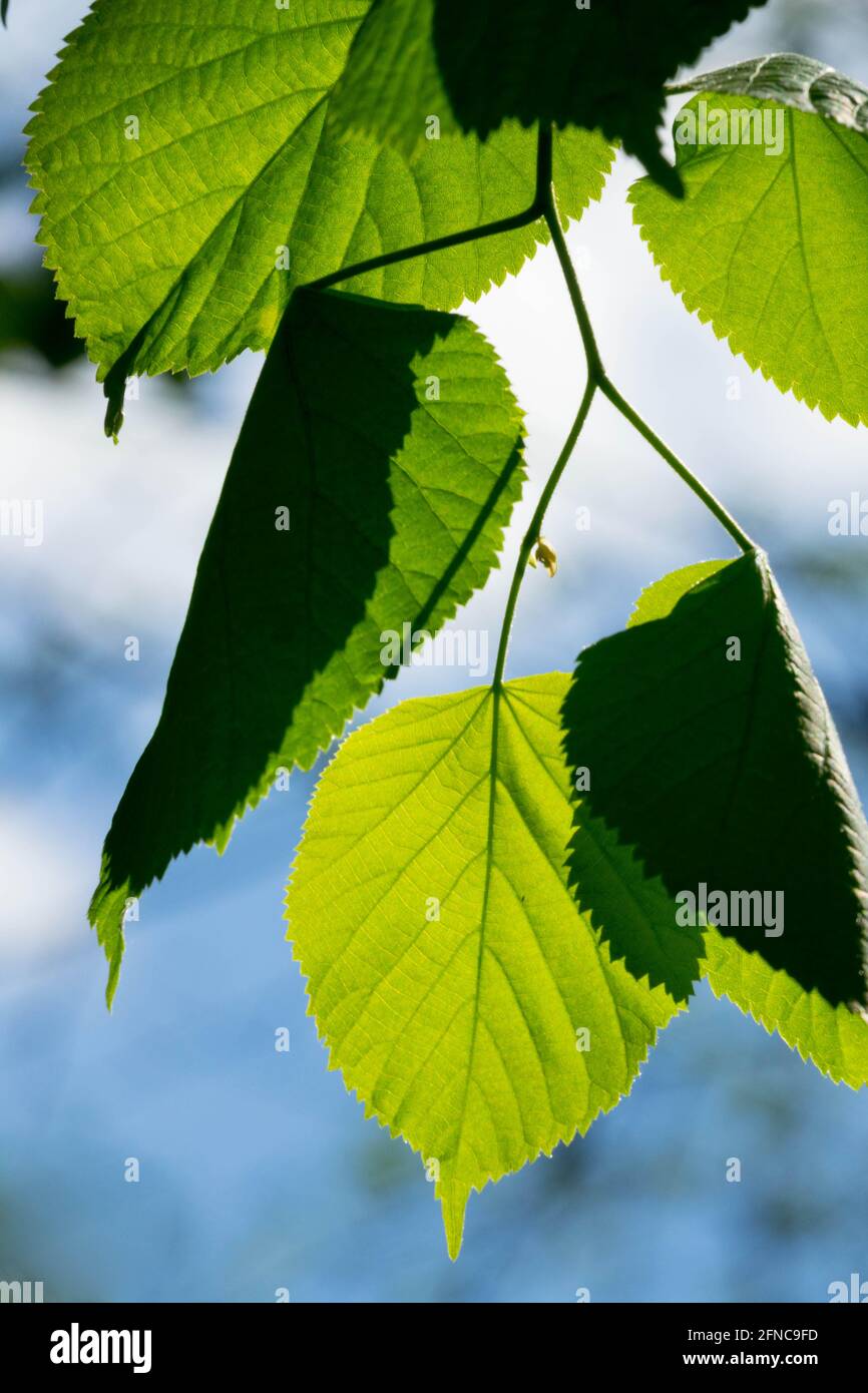 Tilia platyphyllos foglie da vicino Linden foglie Foto Stock