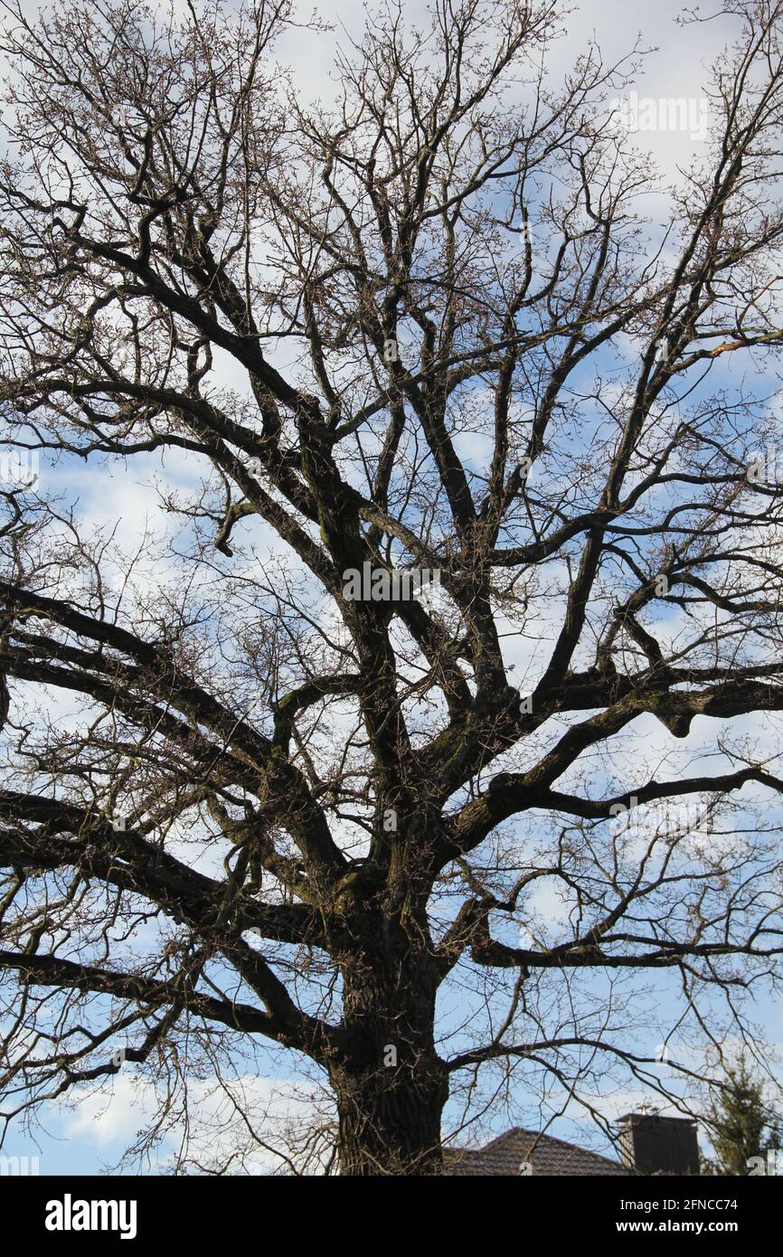 Albero deciduo ramificato sparso dalla prospettiva sullo sfondo del cielo blu nuvoloso a Kaunas, Lituania Foto Stock