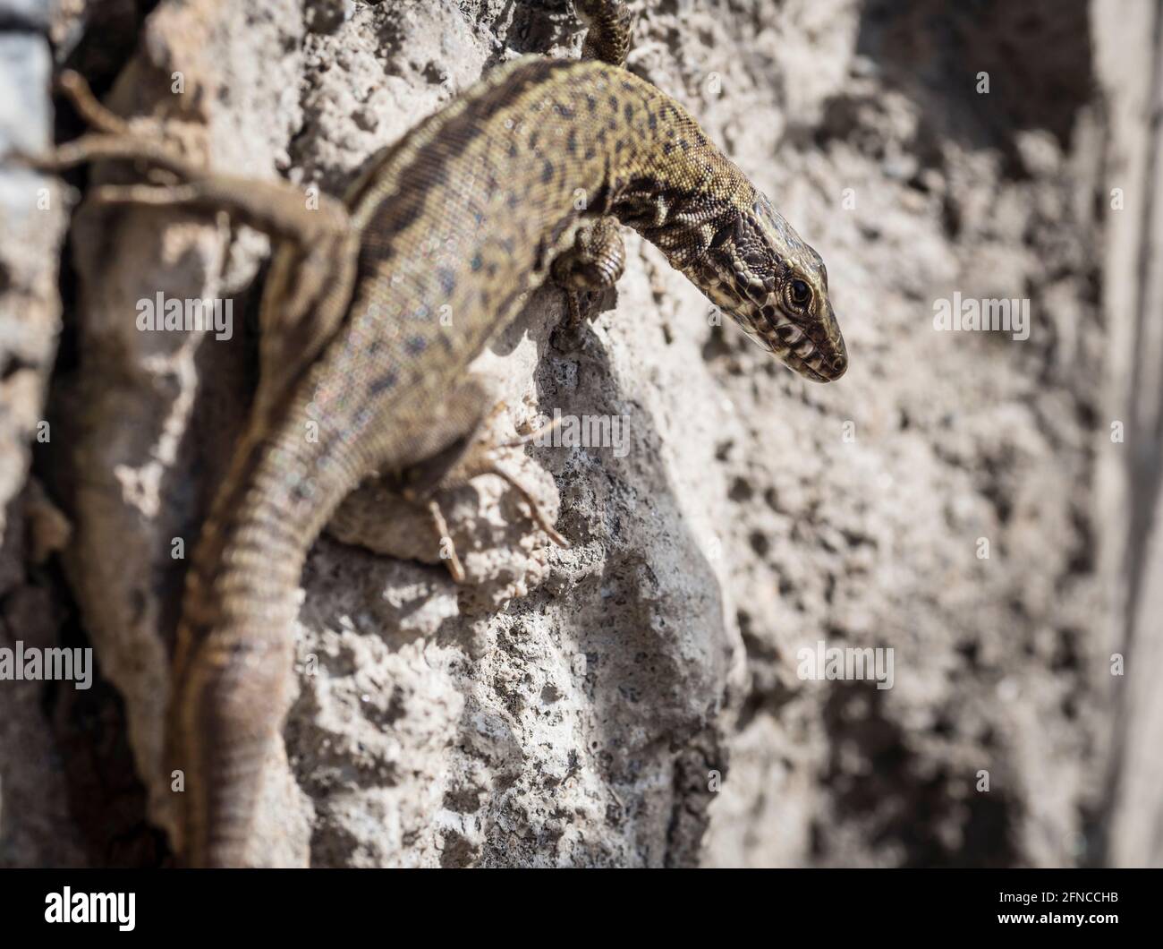 Primo piano di una lucertola comune (zootoca vivipara) seduto su un muro di pietra al sole Foto Stock