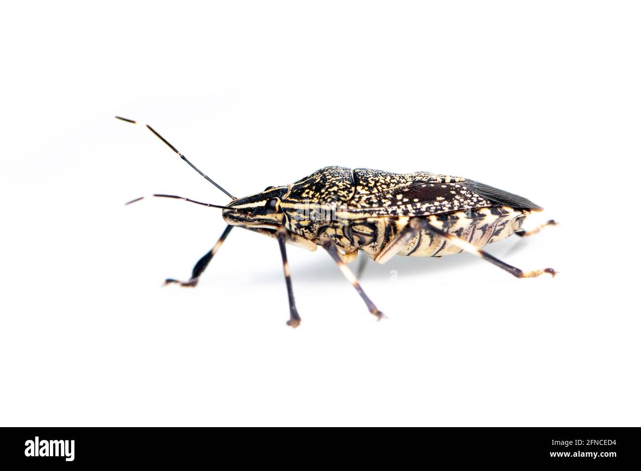 Immagine di un bug punteggiato giallo isolato su sfondo bianco. Animale. Insetto. Foto Stock