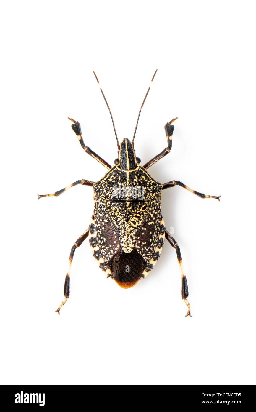 Immagine di un bug punteggiato giallo isolato su sfondo bianco. Animale. Insetto. Foto Stock