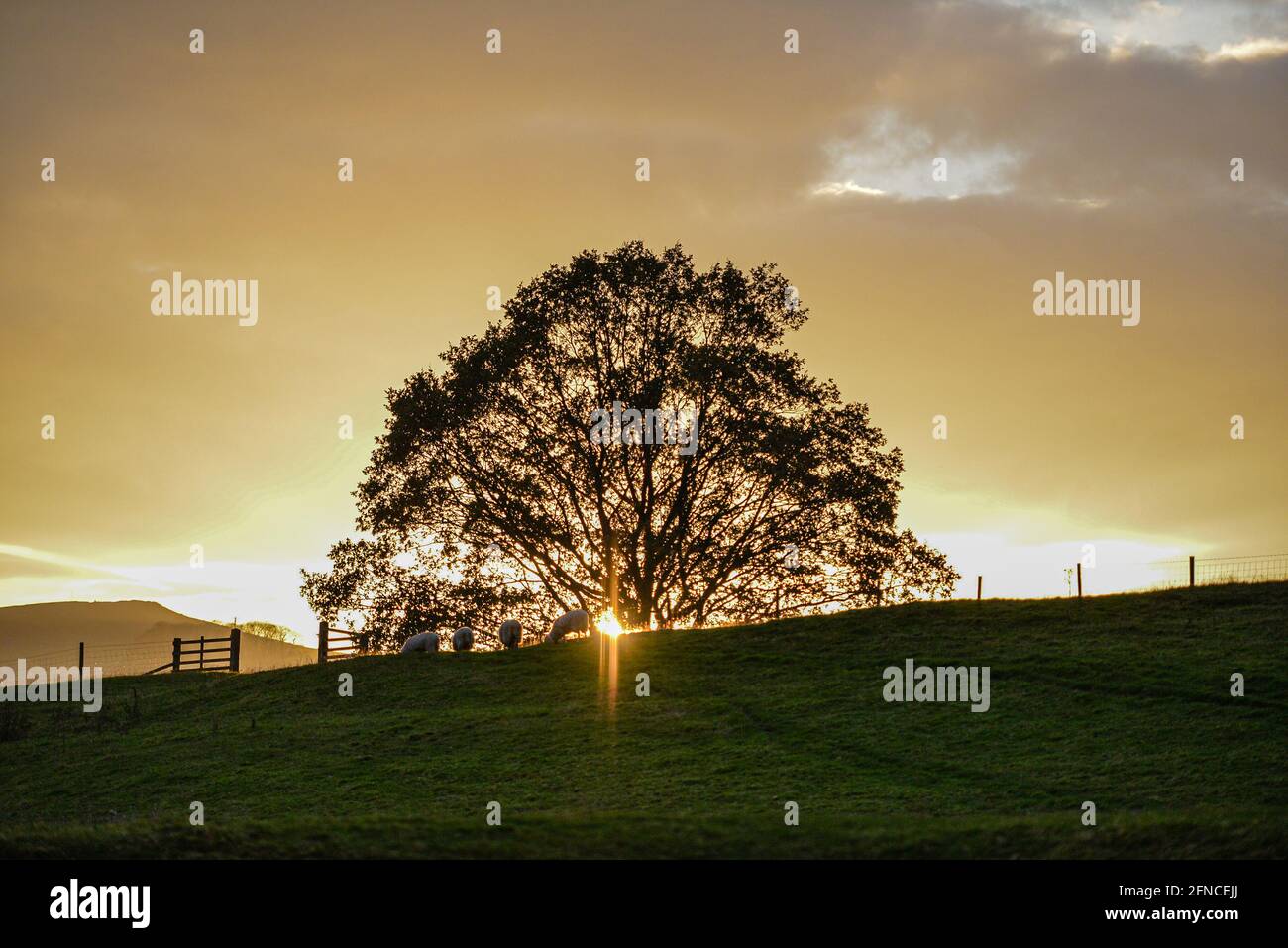 Silhouette di albero al tramonto nello Yorkshire Foto Stock