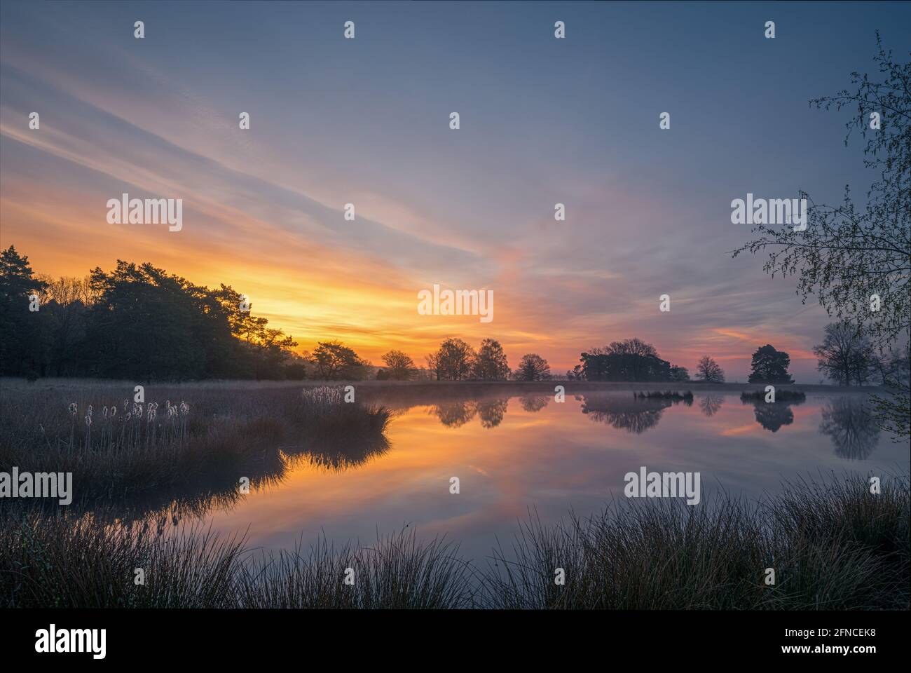 In un lago di brughiera sul Dwingelderveld in provincia di Drenthe nei Paesi Bassi, l'alba colora il cielo. Dwingeloo, Drenthe, Paesi Bassi Foto Stock